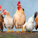 El Gobierno de Ecuador busca vacuna para frenar contagio de gripe aviar