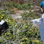 Gripe aviar llegó a Galápagos, aves dan positivo al virus